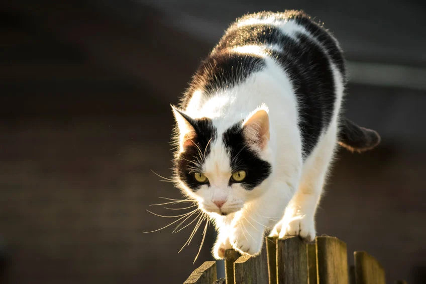 Why do cats have such good balance?