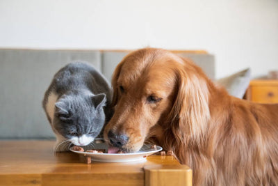 Wet Vs. Dry Pet Food - Which Is Better For My Pet